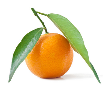 普通话。橘叶上白色隔离