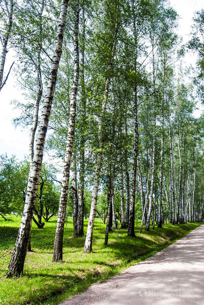 在公园里的白桦树干