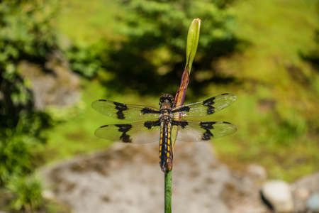 Draonfly 上干