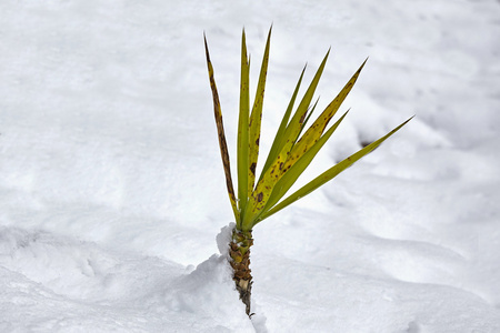 棕榈树在雪