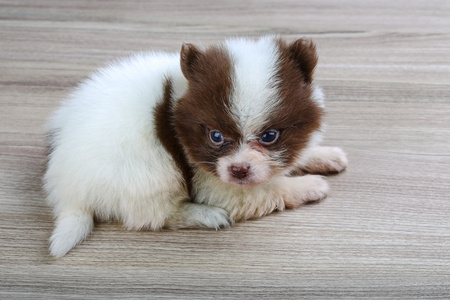 小博美犬施皮茨