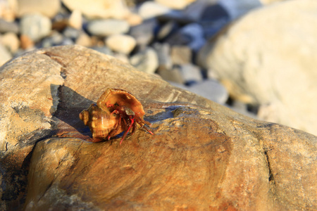 在岸边的石头上的一个小海螺壳内, 就会将螃蟹的数量