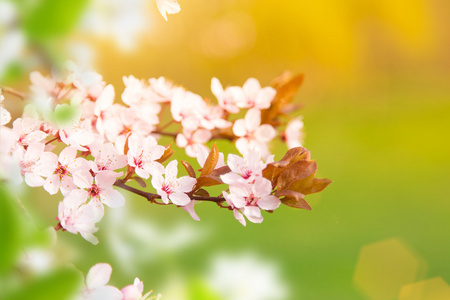 vren grnsen bakgrunden med rosa blomma