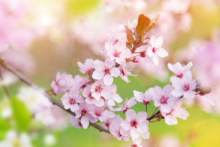 vren grnsen bakgrunden med rosa blomma