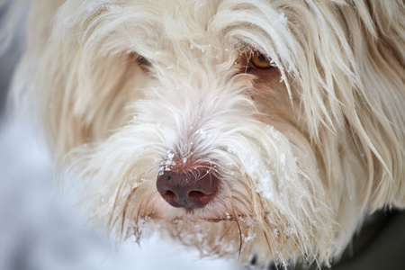 脸上的雪，口鼻部上的犬种去年成为狗