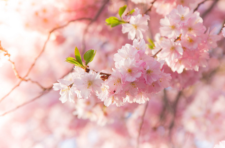 vren grnsen bakgrunden med rosa blomma