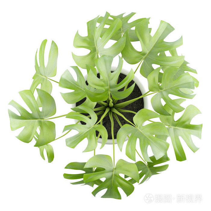 顶视图的 monsteria 植物在孤立的白色背景上的锅