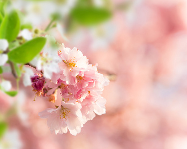 vren grnsen bakgrunden med rosa blomma