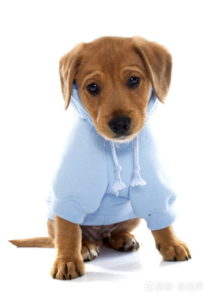 穿好衣服的小狗拉布拉多犬