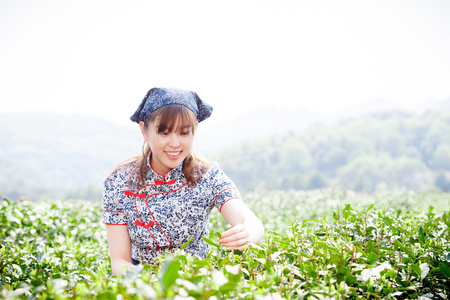 亚洲种植园采茶的漂亮女孩