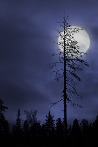 在黑暗的天空，月亮上的枯树