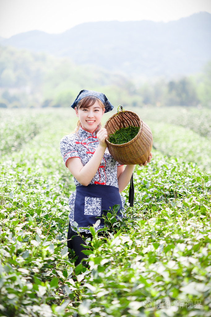 亚洲种植园采茶的漂亮女孩照片-正版商用图片1ls2yt-摄图新视界