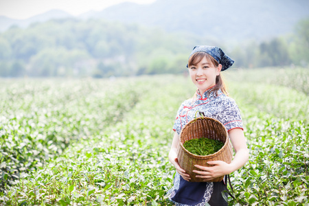 亚洲种植园采茶的漂亮女孩