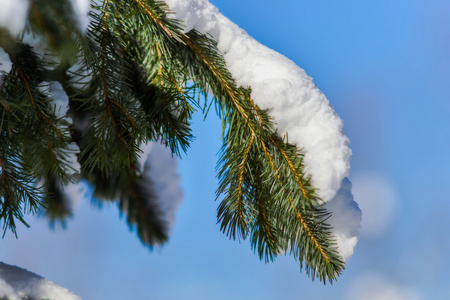 雪上云杉的分支