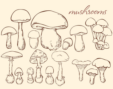 手绘蘑菇素描集