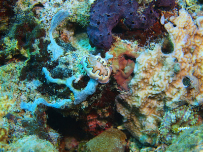 真正的海蛞蝓，巴厘岛，佩母德兰