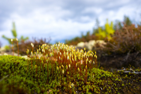 斯堪的纳维亚森林头发帽苔藓
