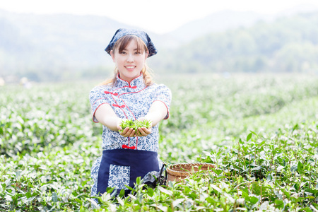 亚洲种植园采茶的漂亮女孩图片