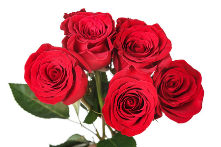 饱和的红色娇艳的玫瑰