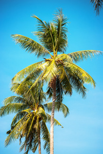 太阳光线中的棕榈树与热带背景