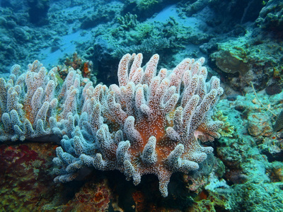 软珊瑚，巴厘岛，佩母德兰