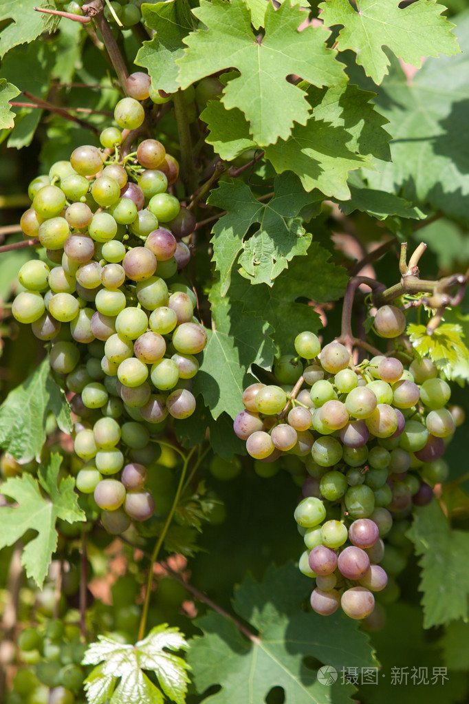 酿酒葡萄吊在一棵葡萄树在晴朗的一天照片-正版商用图片1ls795-摄图新