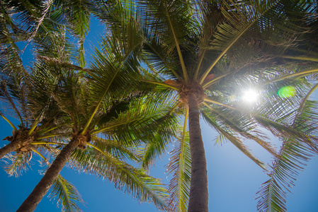 对 bluy 的天空和太阳的棕榈树