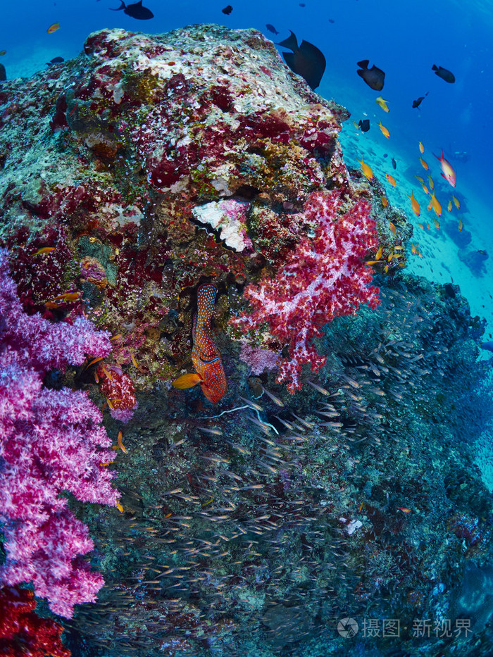 珊瑚礁鱼类和珊瑚石斑鱼