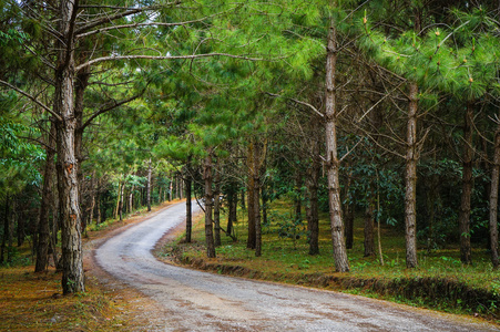 公路穿过松林