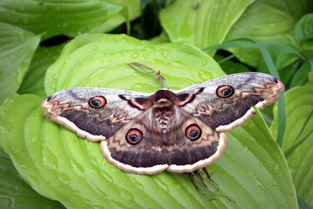 hyalophora cecropia cecropia 蛾白色花朵上的巨型孔雀蛾阿特拉斯蛾