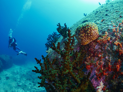 风扇在水下的珊瑚