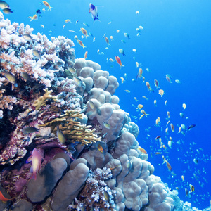 多彩的珊瑚礁与外来鱼类在热带海,水下海底世界-外来鱼类在水族馆彩页