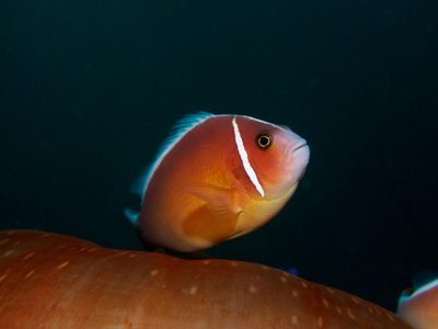 海葵海葵鱼