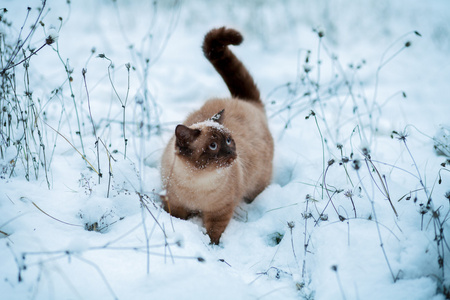 可爱的暹罗猫在雪地里行走