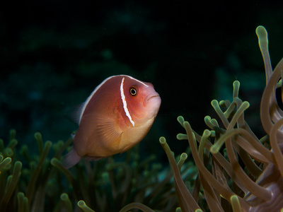 海葵海葵鱼