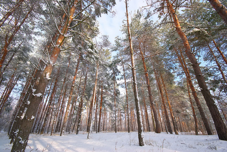 冬季森林组成的性质