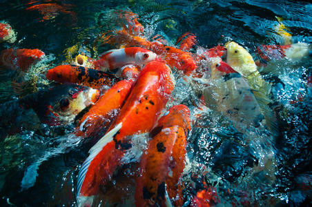 锦鲤或高档橙鲤鱼锦鲤或高档橙鲤鱼池塘里的鲤鱼锦鲤或高档橙鲤鱼上海