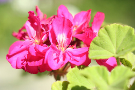 花天葵特写镜头摘要