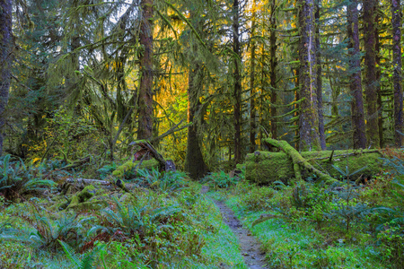 在 Hoh Rainforest 中的树木