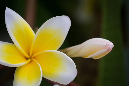 白色素馨花热带花卉，鸡蛋花盛开