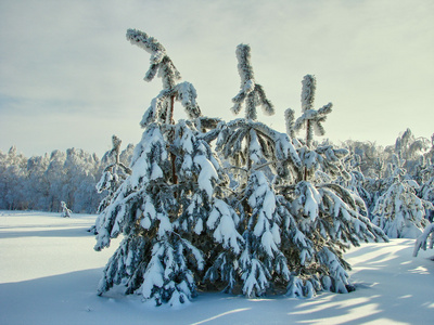 美丽的冬天森林8 的一张照片