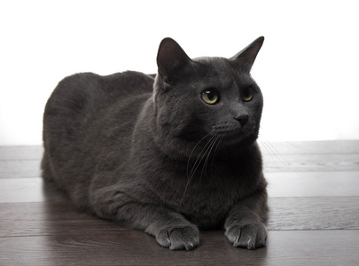 警报的灰色猫图片