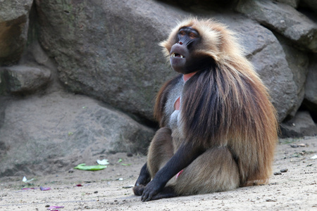 雄性狒狒狒狒雄性猴子照片