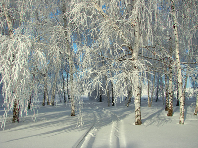 美丽的冬天森林1 的一张照片