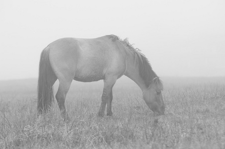 在雾中饲喂马