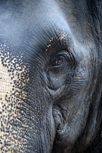 警惕的眼神的泰国大象特写图片