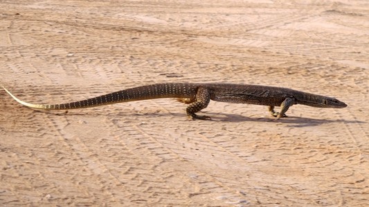 要蜥蜴，澳大利亚