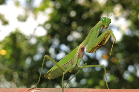 绿螳螂图片