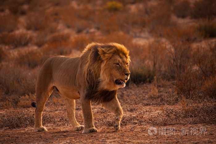 喀拉哈里沙漠狮子巡逻 5227