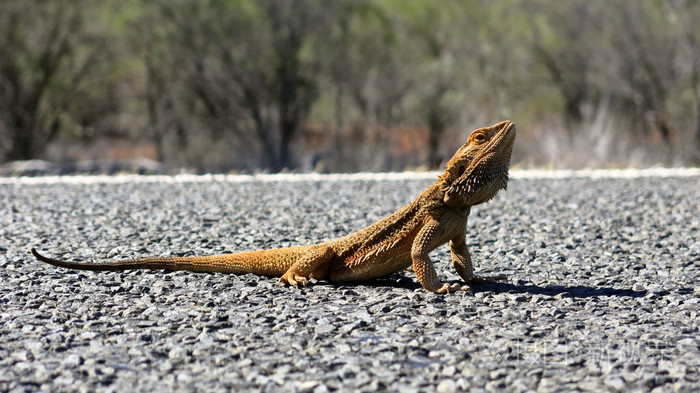 蜥蜴,满澳大利亚